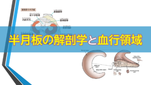 半月板の解剖学と血行領域